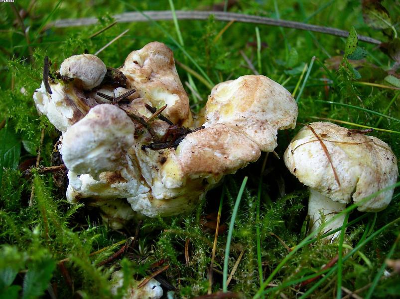 La foresta subalpina di Les breuleux  (CH)